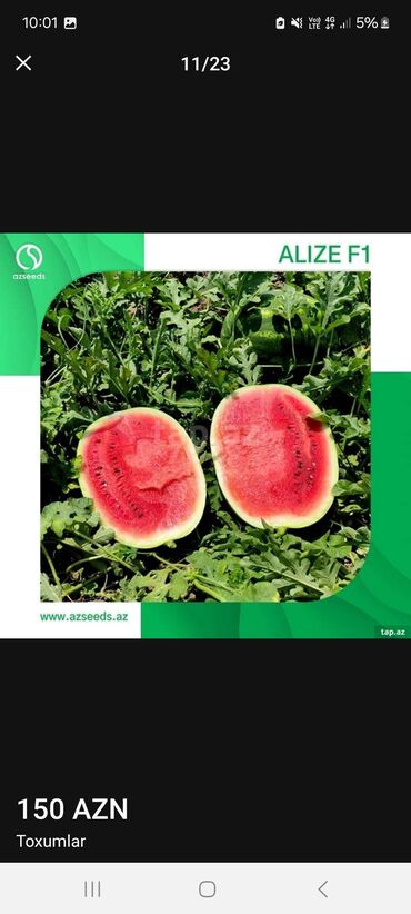 Toxumlar: Məhsul: Toxumlar – ALIZE F1 qarpız toxumu - Brend: KNOWN-YOU SEED — 9
