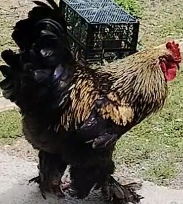 dark brama: Xoruz, Brama, il: 1 — 1