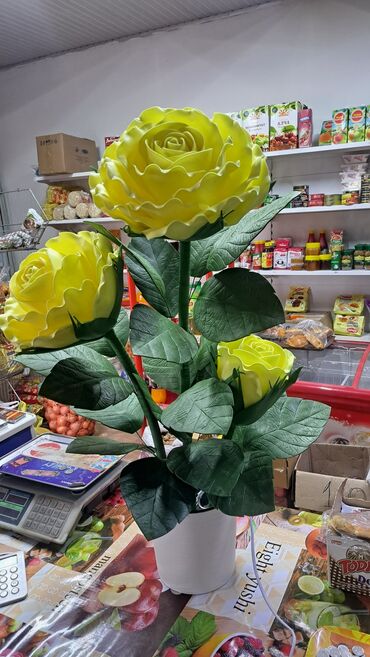 Комнатные розы: Комнатные розы — 10