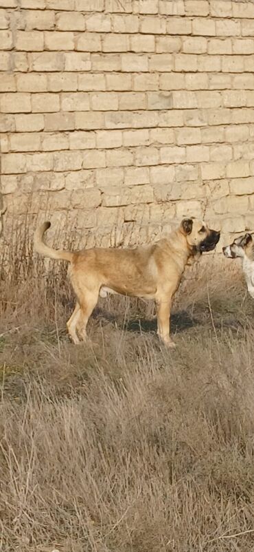 İtlər: Kanqal, 3 il, Erkek, Peyvəndli, Ödənişli çatdırılma — 1