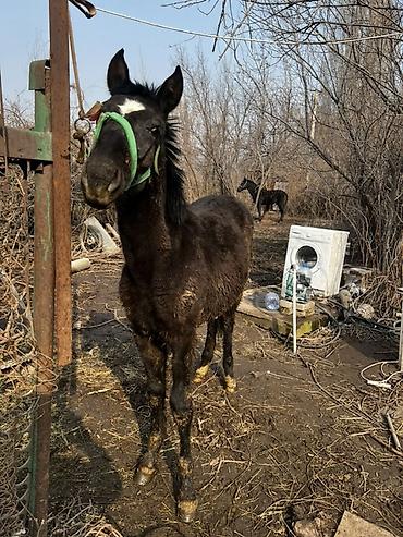 Лошади, кони: Продаю | Жеребенок | Кара Жорго | Для разведения — 1