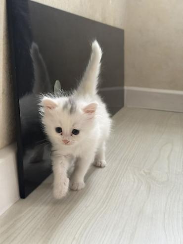 Pişiklər: Yaxşı əllərə -da lalafo.az — 10 Pişiklər: Yaxşı əllərə — 10