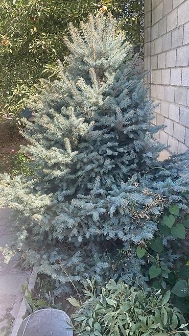 сосна дерево: Ель голубая (Picea pungens, Blue Spruce) - Декоративная хвойная с — 1
