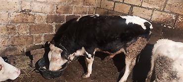 Dana, buzov: Dana, buzov, Erkək, ay: 12, 130 kq, Ətlik — 3