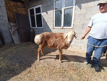 кролик французский баран: Продаю | Овца (самка) | Для разведения | Племенные