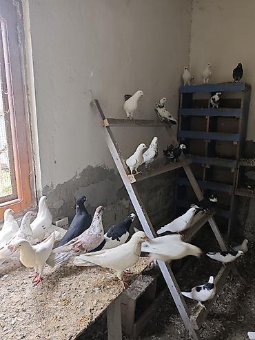 naxcivan heyvan elanlari: Tərgizmələr hamisi birlikde satilir tek tek satilmir unvan sumqayit — 9