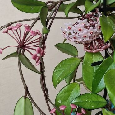 цветок бенджамин фикус: •Фикус Бенджамина - 100 и 200 сомов (большое растение не на продажу