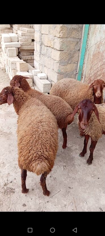 Akvariumlar: 4 dene quzu satilir 3 dişi 1 erkey isteyen olsa yazsın videosun atim