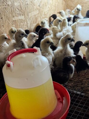 домашние куры купить: 🐣Продаю декоративные карликовые породы кур и петухов! Отличные