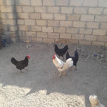 2 ayliq cuceler: Toyuq, Damazlıq — 3