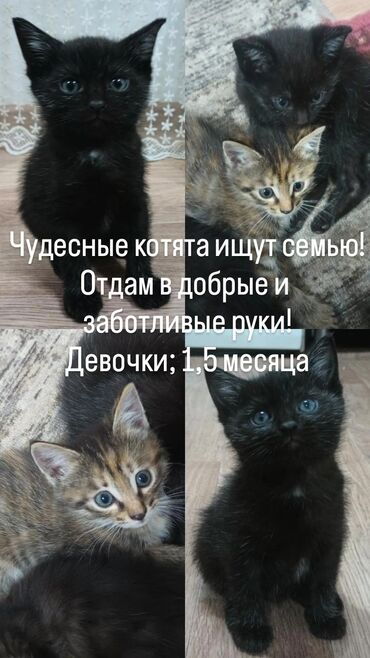 корм для кошек бишкек цена: Девочка
