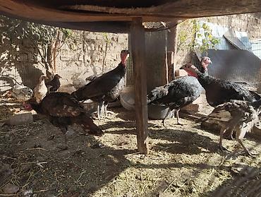 Продаётся индюки три больших два маленьких