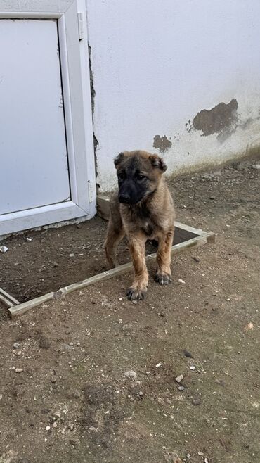 coban it adlari: Məhsul: Balaca it balası - Cinsə bənzərlik: orta ölçülü, qara maskalı