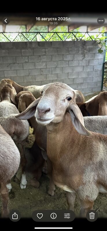 Бараны, овцы: Продаю | Ягненок, Баран (самец) | Арашан | Для разведения | Племенные at lalafo.kg — 9 Бараны, овцы: Продаю | Ягненок, Баран (самец) | Арашан | Для разведения | Племенные — 9