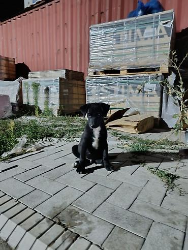 Продажа собак: Овчарка, 2 месяца, Самец — 11