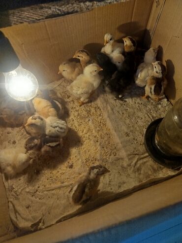 гидропонный корм: Сатам | Балапандар | Көбөйтүү үчүн