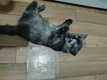 it sat: Şotland yastı qulaq — 9