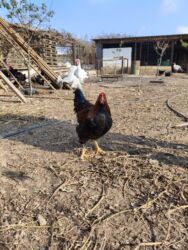 Xoruzlar: Xoruz, il: <1, Ünvandan götürmə — 7