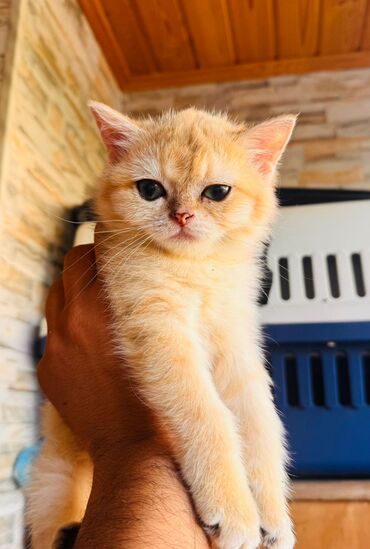 Pişiklər: Britan yastı qulaq, Erkək, Dişi, Yaxşı əllərə, Ünvandan götürmə, Pulsuz çatdırılma, Ödənişli çatdırılma — 130