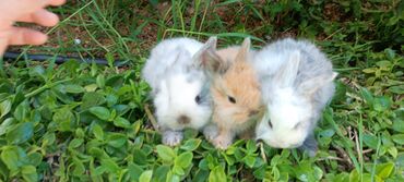 boz dovşan: Karlik dovsanlar satilir şekildeki olanlar tam saglamdilar