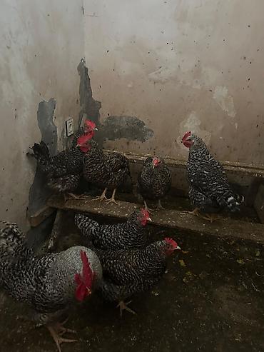 tovuz quşu qiyməti: Salam. Gördüyünüz xarkovlar satılır. 1 xoruz. 4 dənə 1 yaş 1 aylıq — 3