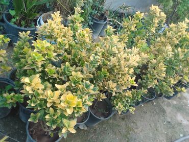 palcıq şiti: Variegatlı Euonymus (Euonymus japonicus ‘Aureomarginatus’) əkiləri –