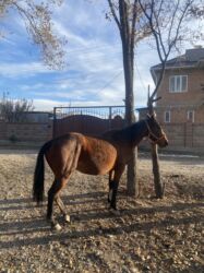 купить папугай: Продаю | Жеребец, Кобыла (самка), Жеребенок | Полукровка, Английская | Для разведения, Конный спорт | Осеменитель