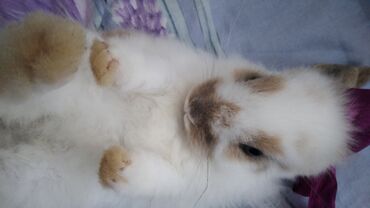 комбикорм для кроликов: Продаю декаротивных кроликов пол девачка порода дорогая !! были