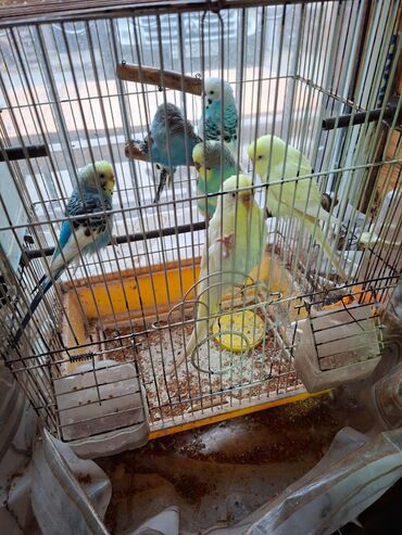 Tutuquşları: Salam umumi 10 qusdur 2 çütdür 6 si ise tek tek sekillerdede var cut — 4