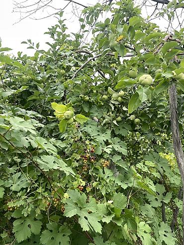 Продажа дач: ПРОДАЕТСЯ Дачный участок, с. Туз, СТ «Нур» (между с. Туз и с. Чон — 10