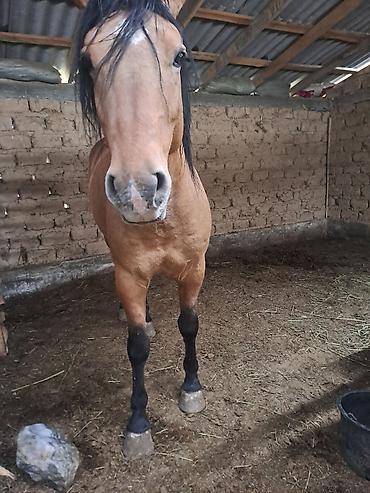 Лошади, кони: Продаю | Жеребец | Рабочий — 10