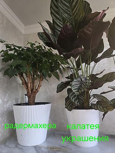 Монстеры: Монстера делициоза (Monstera deliciosa) в горшке - Эффектное — 9