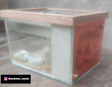 Heyvanlar üçün digər mallar: Hər ölçüdə hər dizaynda qarışqa yuvaları yığılır səliqəli və təmiz — 31