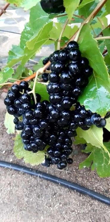 Şitillər: Gəl, bax, seç, apar. Məkan Bilgəh. Köklü Torpaqlı dibçəkdə: Ağ şanı - — 16