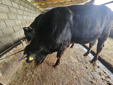 Коровы, быки: Продаю | Бык (самец) | Алатауская | На забой | Стельные