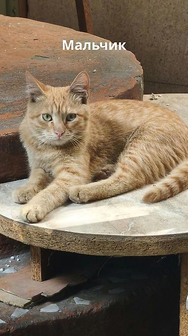 котята бесплатные: Отдаю в добрые руки котят потомственных охотников-крысоловов один — 3