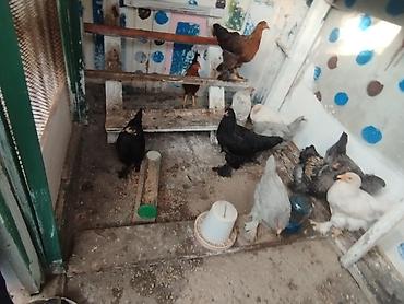 Toyuqlar: Toyuq, Brama, Damazlıq, Ünvandan götürmə — 3