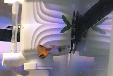 Аквариумы: Рыбки гуппи подростки — 7