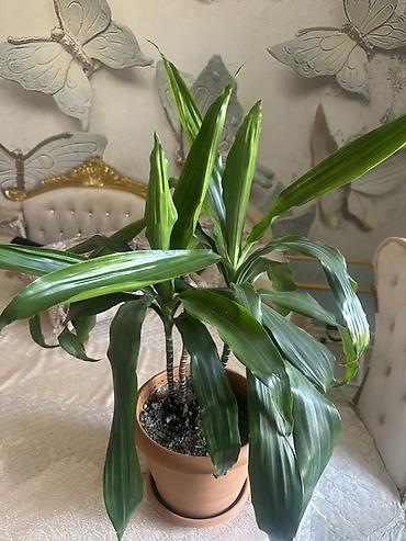 suni bitki: Dracaena fragrans (Corn Plant) – otaq bitkisi - Növ: Dracaena — 3
