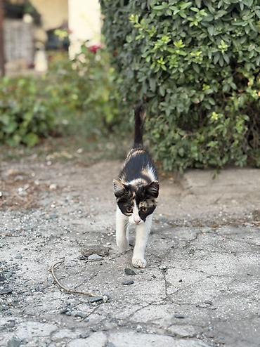 чипирование: Котята, домашние любимцы - Описание: на фото несколько котят разного — 1