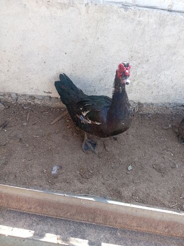 çöl ördəyi: Məhsul: Misk ördəkləri (indo duck) Təsvir: - Şəkillərdə göstərilən