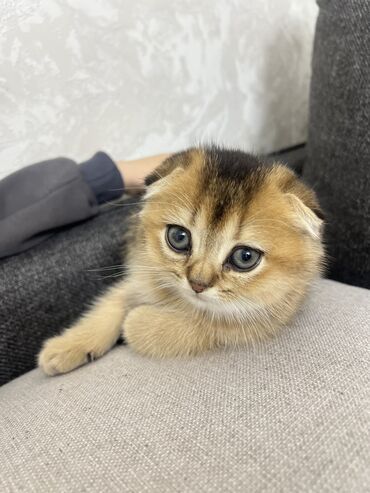 pişik qumu qiyməti: Qızıl şinşilla, Erkək