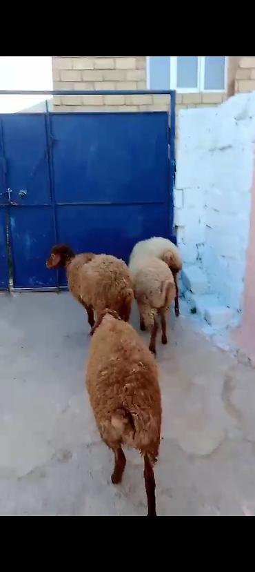 dana erkek: Üst üstə 255 den 3 Erkey 1 dişi — 3
