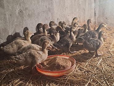 afcarka satisi: Böyük lal ördək balaları 25 dənə cins balalardı.1dənəsi 10 azn 2 aya — 6