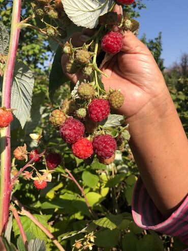 Продажа домов: Дача, 55 м², 5 комнат, Старый ремонт — 16