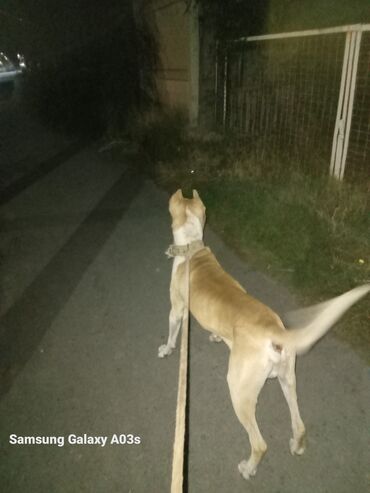 Продажа собак: Пёс крупного атлетичного типа, окрас палевый с белыми отметинами — 9