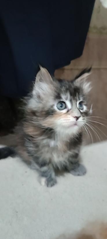 Животные: Гиганты Кошачьего мира♥️ Мейн-Куны 🥰 Мини питомник не клеточного — 3