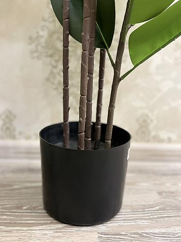 agac gulleri: Süni dekorativ kauçuk ağacı (Ficus elastica) – qapalı məkanlar üçün — 4