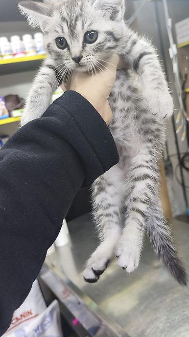 шотландская вислоухая кошка цена в баку: Шиншилла, Самка, В добрые руки, Платная доставка — 10