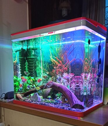 аквариумная рыбка: Продаю заводской аквариум 60 литров SeaStar в отличном состоянии, без